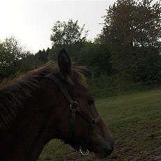 Traver Rosinante min skat <3