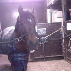 Anden særlig race Rodolph(har haft part på)