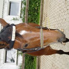 Anden særlig race Rodolph(har haft part på)