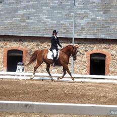 Anden særlig race Thor (låne hest)