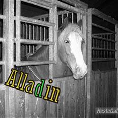 Haflinger Alladin.