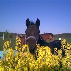 Anden særlig race Nellie