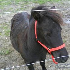 Shetlænder PIPPI