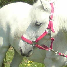 Anden særlig race Zafir : D