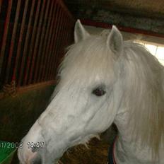 Anden særlig race Zafir : D