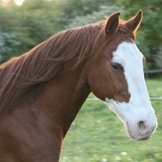 Anden særlig race Mistral *baby* 