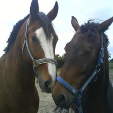 Dansk Varmblod Rocky