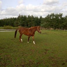 Anden særlig race Ofelia