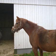 Anden særlig race Ofelia