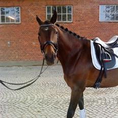 Trakehner Al Capone 