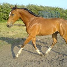 Dansk Varmblod Knight of Heart - død 2011