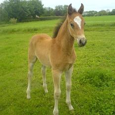 Dansk Varmblod Knight of Heart - død 2011