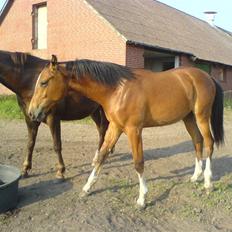 Dansk Varmblod Knight of Heart - død 2011