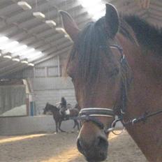 DSP Bay Runner (gammel part)=