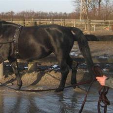 Oldenborg Domino Hedegaard 