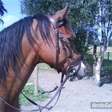 DSP Cavalie's Spoky Joker