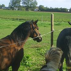 DSP Cavalie's Spoky Joker