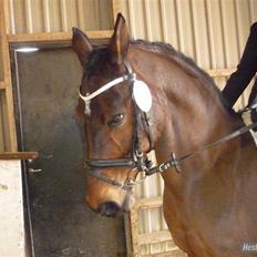 Anden særlig race Sasha - solgt ! 