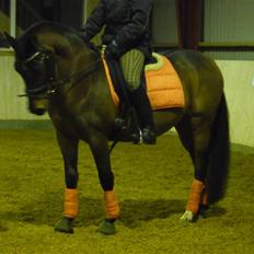 Anden særlig race Sasha - solgt ! 