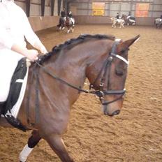 Anden særlig race Sasha - solgt ! 