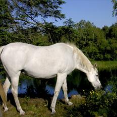 Arabisk fuldblod (OX) Tera ox - Solgt -