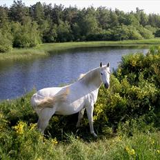 Arabisk fuldblod (OX) Tera ox - Solgt -