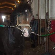 Welsh Mountain (sec A) Lyngvejens Rosita *SOLGT*