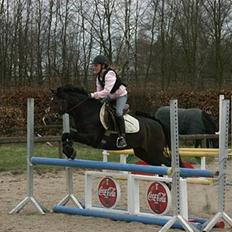 Welsh Mountain (sec A) Lyngvejens Rosita *SOLGT*