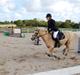 Hollandsk Sportspony Little Parko. sov sødt:*