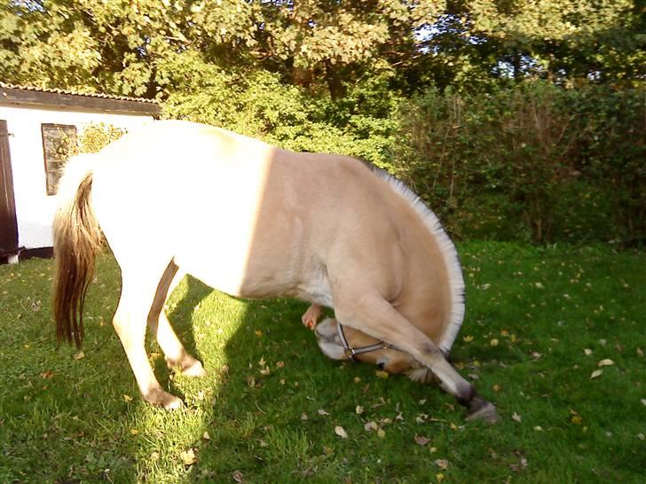 Fjordhest  Ronja - solgt .  - Sep. 08 . Så strækker vi lige ryggen ud . :) Foto: mor billede 5