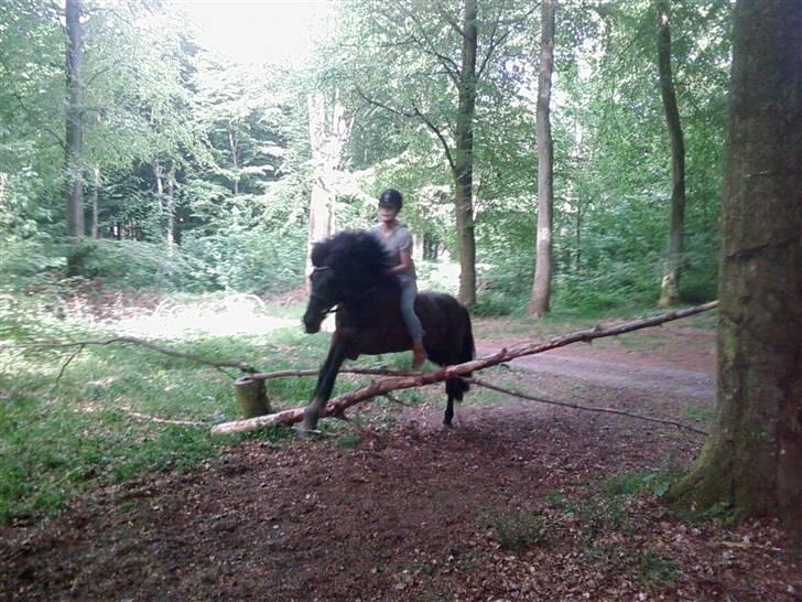 Islænder Sliepnir<3 R.I.P :'( - Migog Sliepnir springer i skoven, du er dygtig skat billede 8