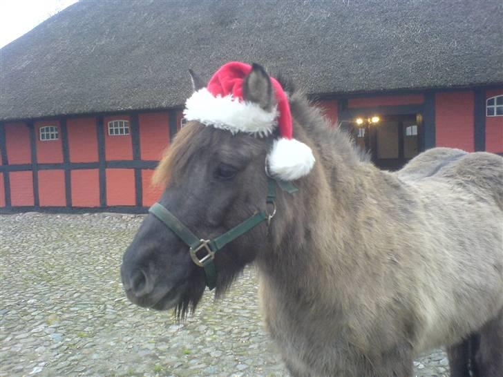 Islænder Urdúr<3 - hvor er du sød tøs billede 8