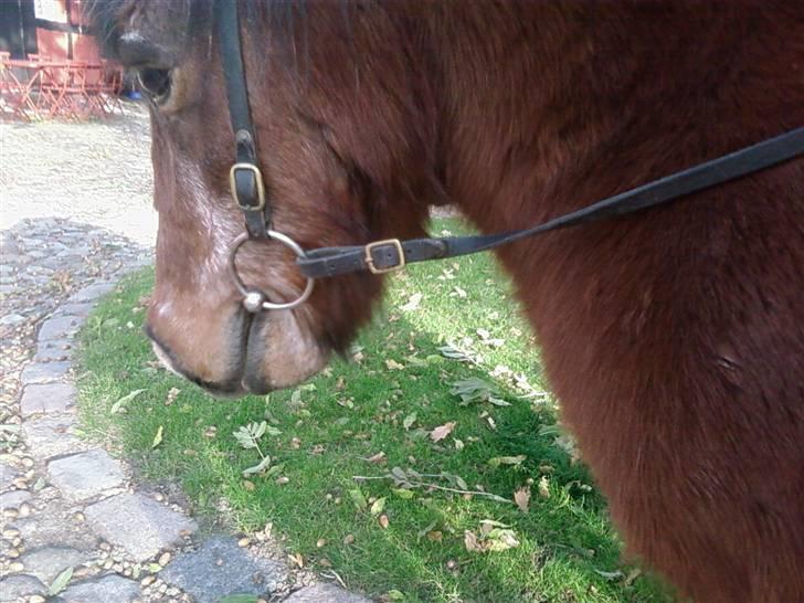 Shetlænder Valdemar!<3 (L' ILY!<3  - smukke  billede 12