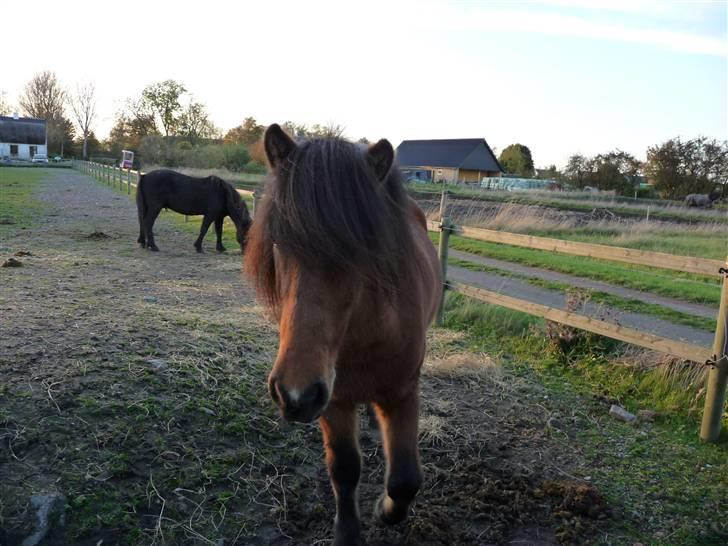Islænder ölvi fra jespersgaard billede 8