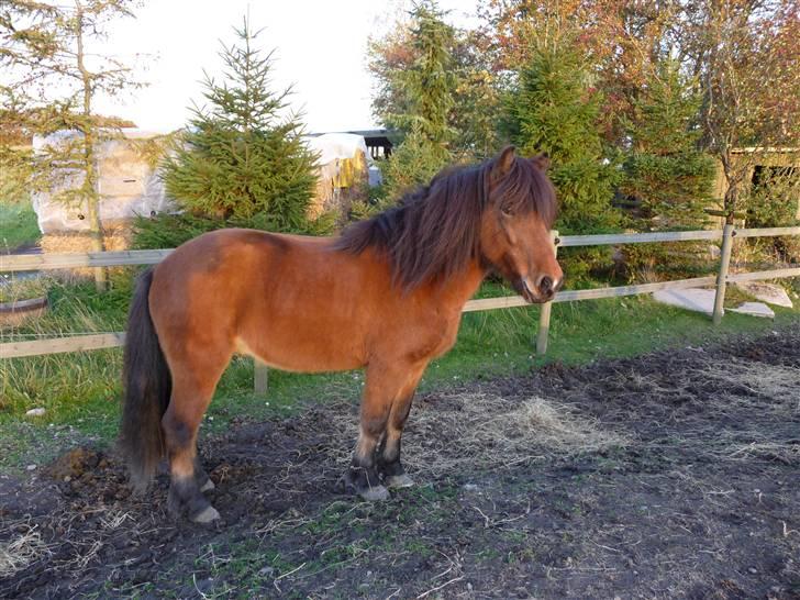 Islænder ölvi fra jespersgaard billede 9