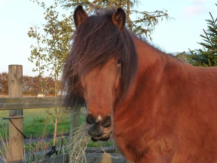Islænder ölvi fra jespersgaard billede 10