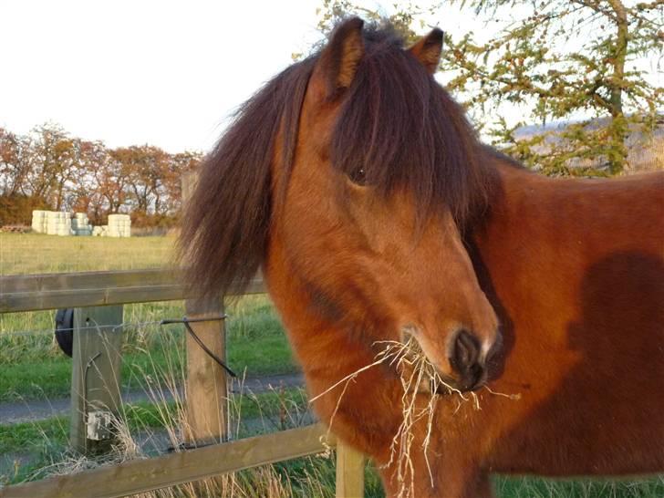 Islænder ölvi fra jespersgaard billede 11