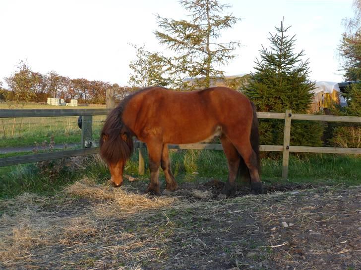 Islænder ölvi fra jespersgaard billede 12