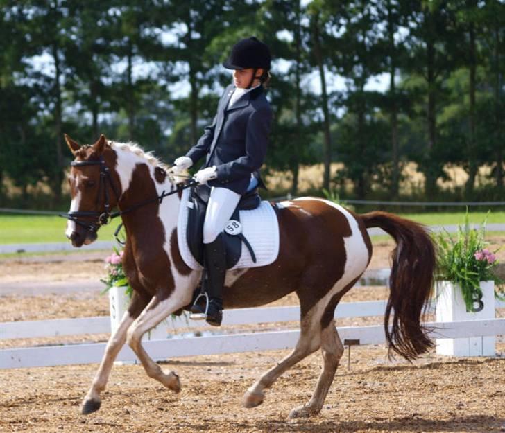 Pinto Celina A-pony  - DM Bogø 2008 - Sofie og Celina billede 9