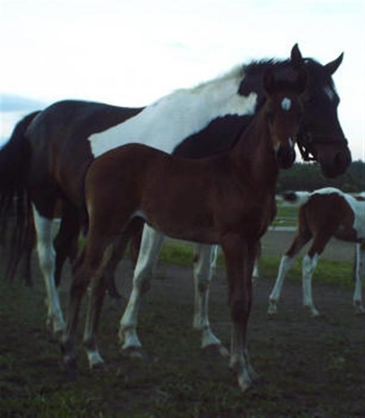 Dansk Varmblod + Pinto - Hoelgaards Wild La Mantic - mantic da hun var føl :) billede 16