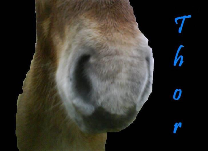 Islænder Thor fra Fagereng - (Thor) billede 14