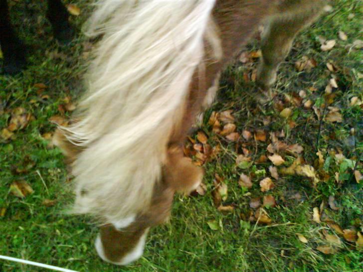 Islænder Thor fra Fagereng - (Thor) billede 15