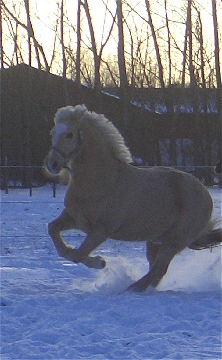 Hollandsk Sportspony Little Parko. sov sødt:* - vilde pony!:* billede 8
