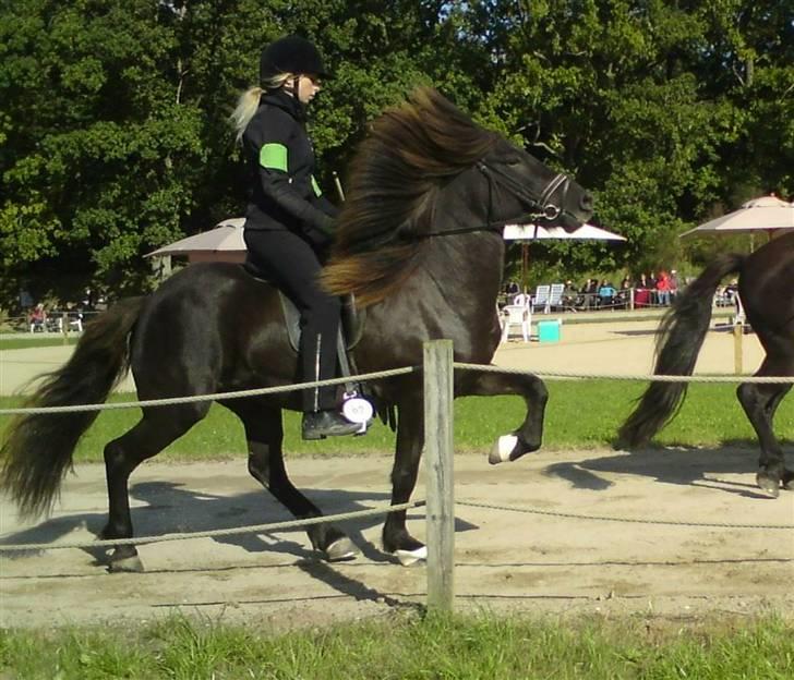 Islænder Týra fra Carlshøj - Til Orelund 08 billede 12