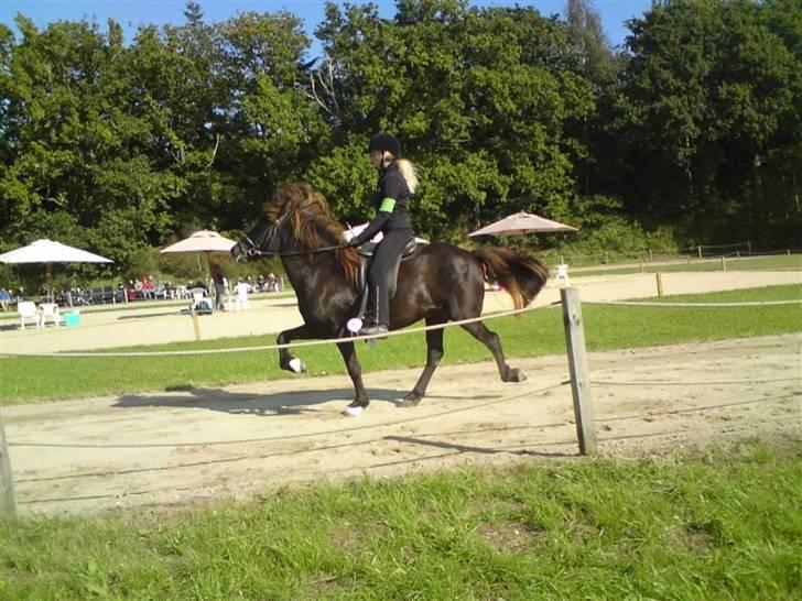 Islænder Týra fra Carlshøj billede 13