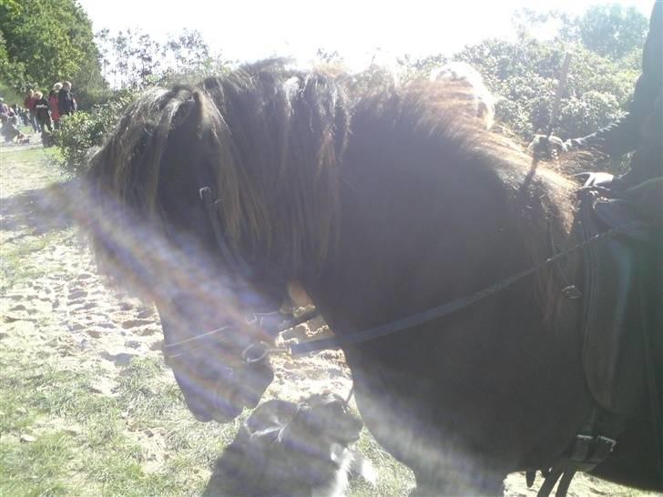 Islænder Týra fra Carlshøj billede 14