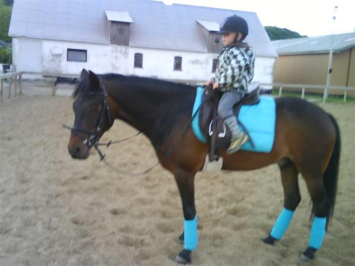 New Forest Hendrik <3 - bettebror og bassen <3 billede 7