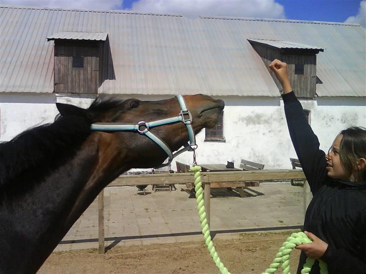 New Forest Hendrik <3 - smiil billede 8