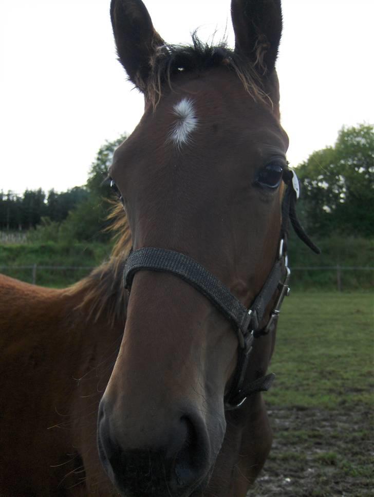 Traver Rosinante min skat <3 - Er min blits ik flot billede 2