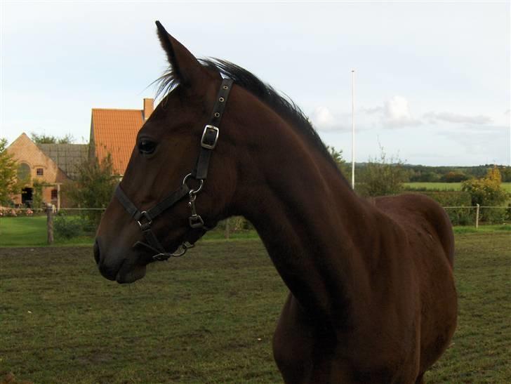Traver Rosinante min skat <3 - For jeg for lækker lækker lækker lækker lækker lækker lækker lækker lækker yeaarh billede 4